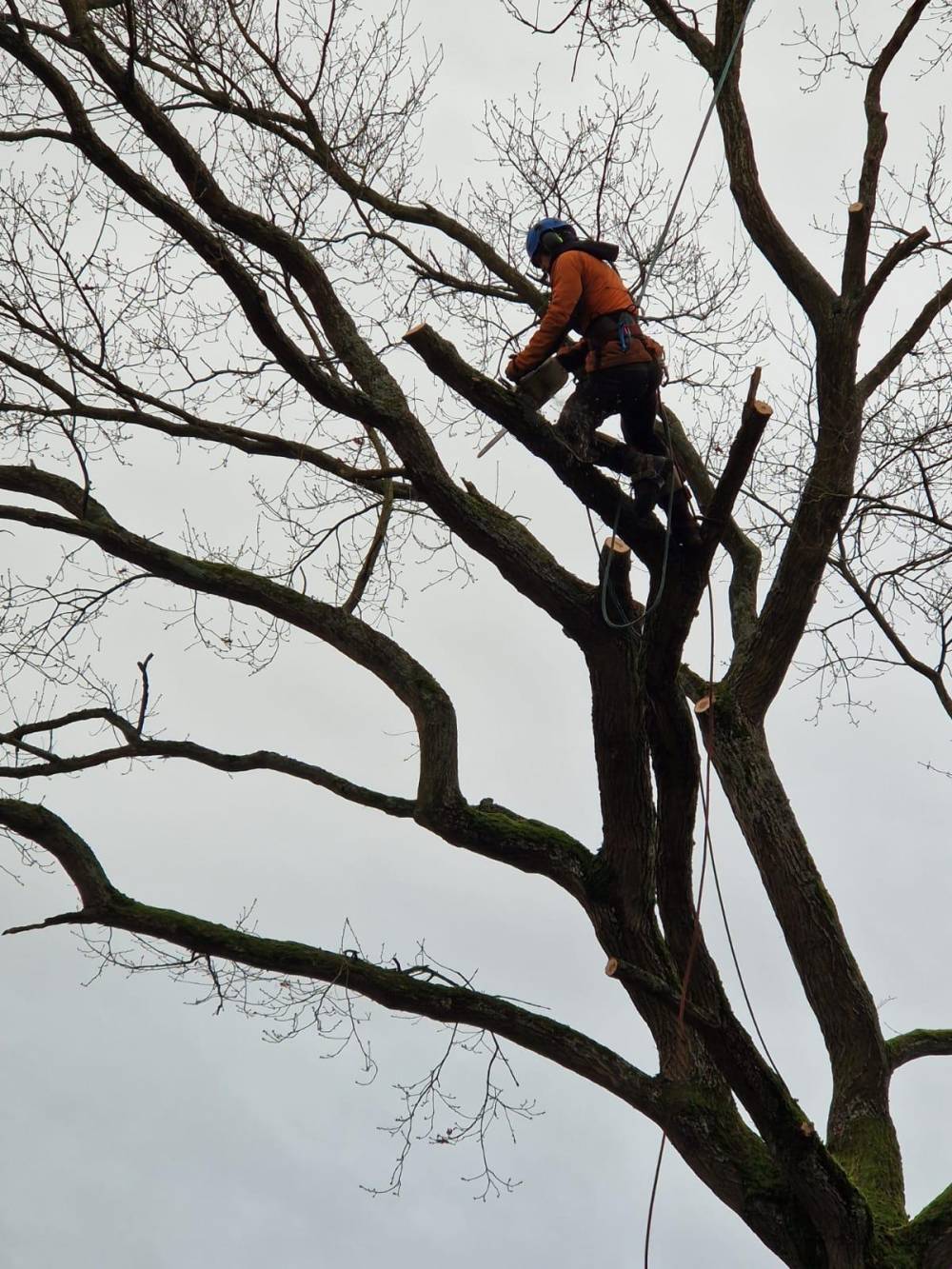 Dauvilliers Michel - PAYSAGISTE (6)